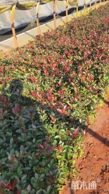 0.5公分红叶石楠