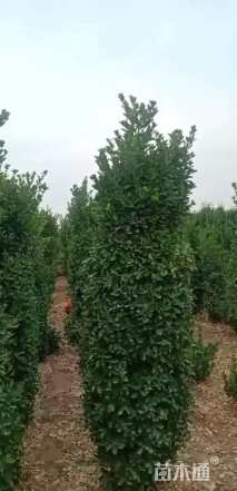 高度190厘米大叶黄杨柱