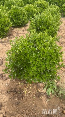 冠幅70厘米卫矛球