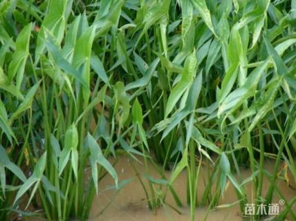 高度40厘米慈姑