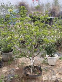 高度250厘米中华木绣球