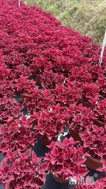 高度30厘米彩叶草