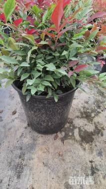 高度28厘米南天竹