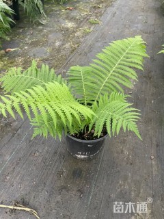 荚果蕨