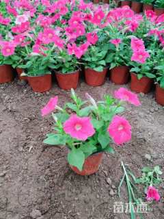 高度25厘米一串蓝