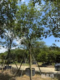 8公分黄花风铃木