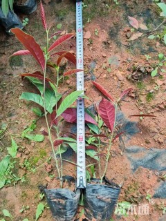 高度25厘米板凳果