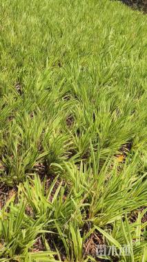 高度15厘米金边麦冬