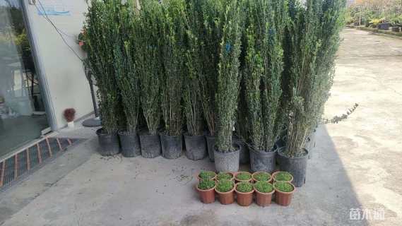 高度150厘米直立冬青