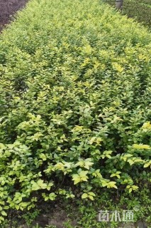 高度50厘米金叶女贞