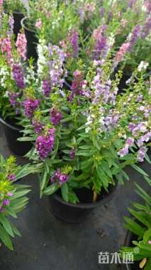 高度20厘米香彩雀