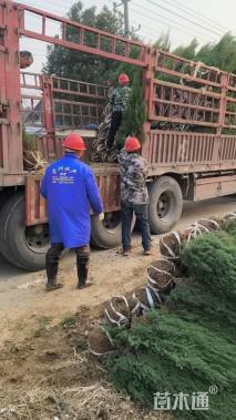 高度140厘米塔柏