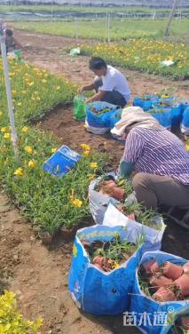 高度25厘米金娃娃萱草