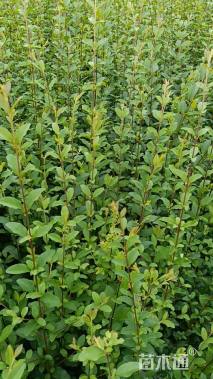 高度30厘米小叶女贞