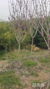 高度250厘米紫荆