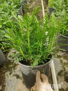 高度25厘米黄金菊