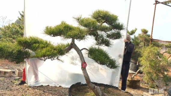 高度140厘米房产松