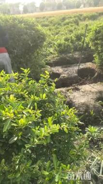 高度220厘米丛生花石榴