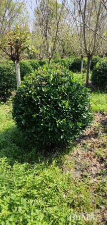 冠幅100厘米大叶黄杨球