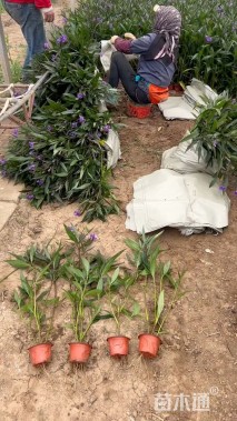 高度50厘米翠芦莉