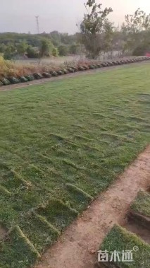 四季青草坪种子