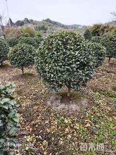 冠幅150厘米茶梅球