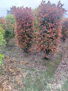 高度1800厘米红叶石楠柱