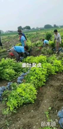 高度50厘米金叶女贞