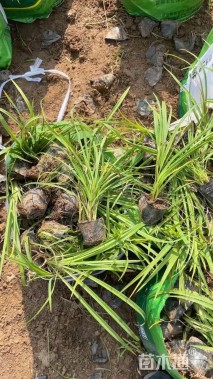 高度40厘米香蒲