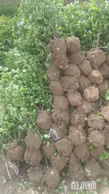 冠幅40厘米卫矛球