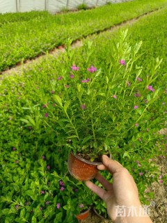 高度35厘米满天星