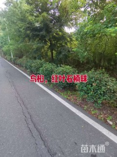 冠幅80厘米红叶石楠球
