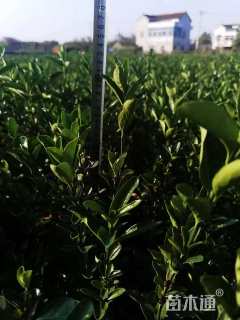 高度40厘米大叶黄杨