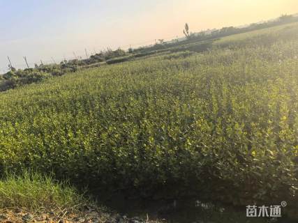 高度50厘米白骨壤