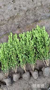 高度40厘米瓜子黄杨