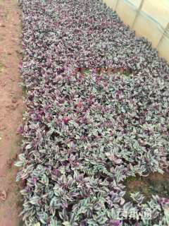 高度10厘米吊竹梅