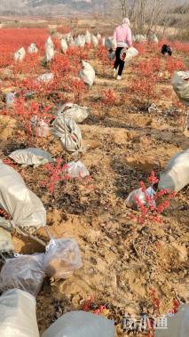 1.3公分北美冬青