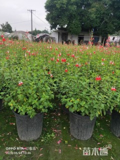 高度35厘米鼠尾草