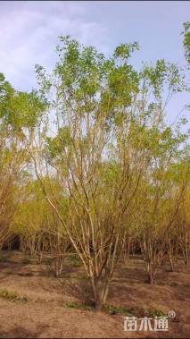 高度300厘米丛生金枝槐