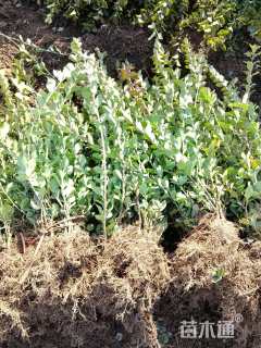 高度50厘米卫矛