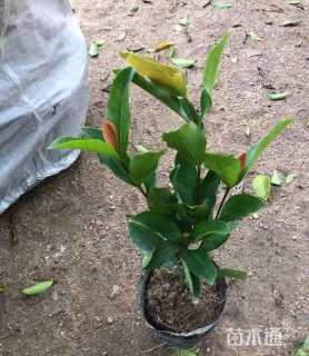 高度30厘米大叶龙船花