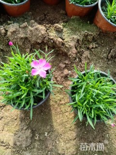 高度20厘米欧石竹