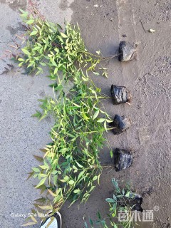 高度50厘米南天竹小苗