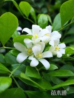 高度100厘米七里香