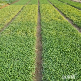 高度15厘米白三叶