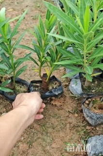 高度30厘米粉花夹竹桃