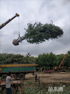 高度8000厘米丛生美国红枫