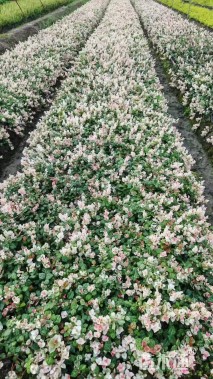 30厘米花叶络石