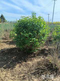 高度120厘米丁香