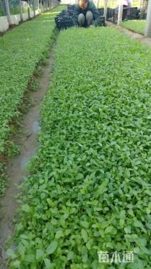 高度20厘米美丽月见草